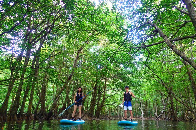 Okinawa Iriomote Mangrove SUP or Canoe Tour - Key Points