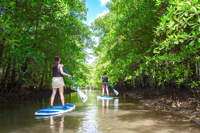 Okinawa Iriomote Mangrove SUP or Canoe Tour - Who Will Appreciate This Tour?
