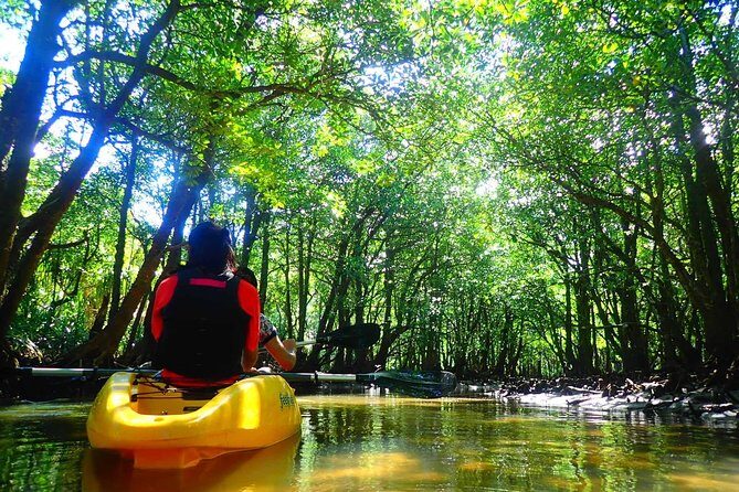 Okinawa Iriomote Mangrove SUP or Canoe Tour - FAQs