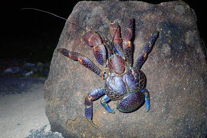 Okinawa Iriomotejima Night Adventure Tour - A Nighttime Adventure on Iriomote Island: Exploring Creatures and Stars