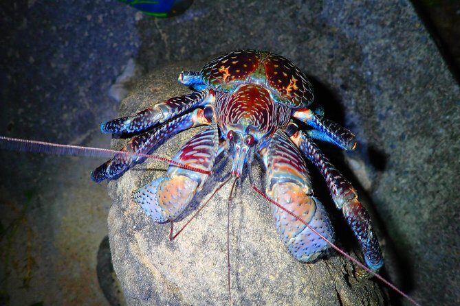 Okinawa Iriomotejima Night Adventure Tour - Who Will Love This Tour?