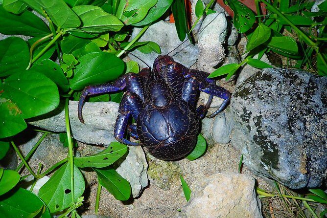 Okinawa Ishigaki Island Night Starry sky and Jungle night tour - An In-Depth Look at the Ishigaki Night Jungle and Starry Sky Tour