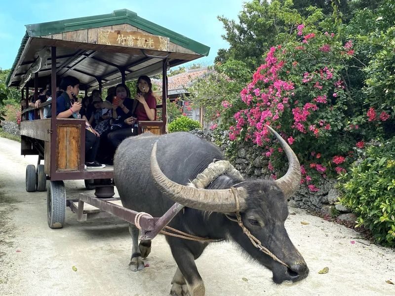 Okinawa Ishigaki Island Taketomi Island Water Buffalo Cart Sightseeing & Round-Trip Ferry Ticket - What to know before you go