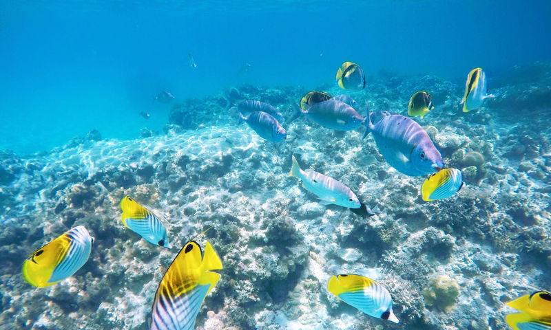 Okinawa Island Hopping: Kerama Tokashiki Snorkeling & Sea bathing - At a glance