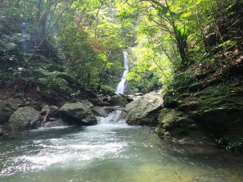 Okinawa: Jungle Trails & Waterfalls Native-English Private - A Close Look at the Jungle Trails & Waterfalls Tour