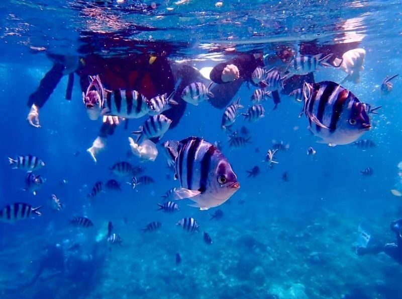 Okinawa Kerama Islands Snorkeling Day Trip (Free Pickup, Photography) Optional Shared Boat/Private Charter - Lunch, SUPs and the useful extras