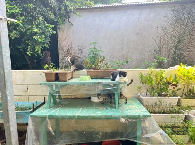 Okinawa : Let's play with cats and have lunch! at Ufuyaa - Key Points