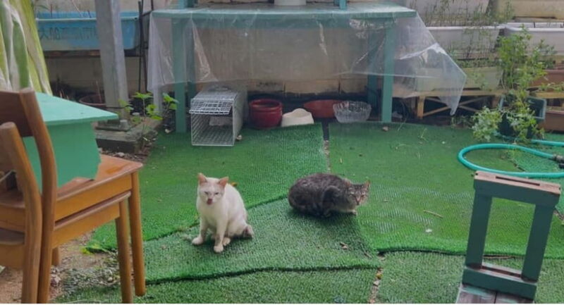 Okinawa : Let's play with cats and have lunch! at Ufuyaa - An Honest Look at Ufuyaa: Cats, Soba, and Community