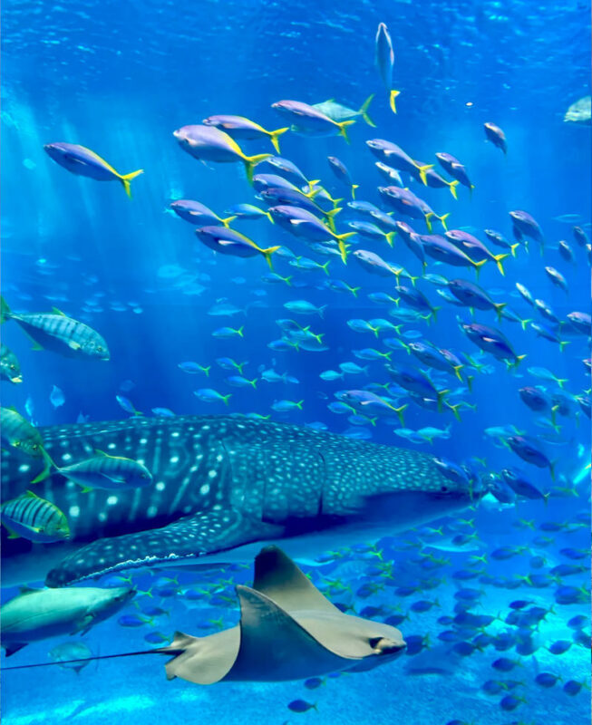 Okinawa Manza-mo, Kouri Island, and Churaumi Aquarium Day Trip | Includes Special Shrimp and Rice Lunch - Three stops, three different reasons to go