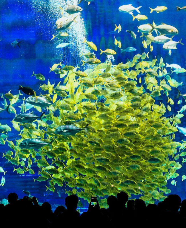 Okinawa Manza-mo, Kouri Island, and Churaumi Aquarium Day Trip | Includes Special Shrimp and Rice Lunch - The shrimp and rice lunch