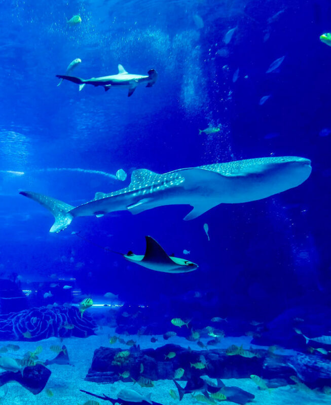 Okinawa Manza-mo, Kouri Island, and Churaumi Aquarium Day Trip | Includes Special Shrimp and Rice Lunch - Is $65.45 a good value?