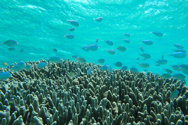 Okinawa: Miibaru Beach Glass Bottom Boat Tour Experience - Is the price good value?