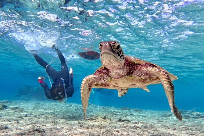 Okinawa Miyako Beach SUP or Canoe and sea turtle Snorkeling - Key Points