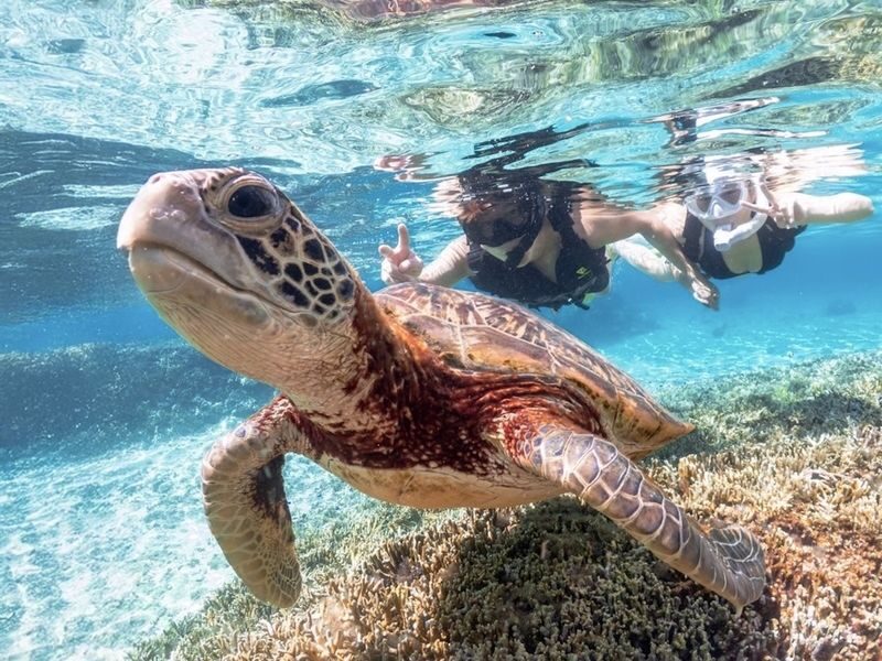 Okinawa: Miyako Island Sea Turtle and Coral Reef Snorkeling Experience - At a glance: what makes this swim worthwhile