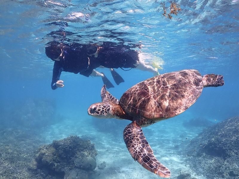 Okinawa: Miyako Island Sea Turtle and Coral Reef Snorkeling Experience - Shigira Beach, where the reef is the main event