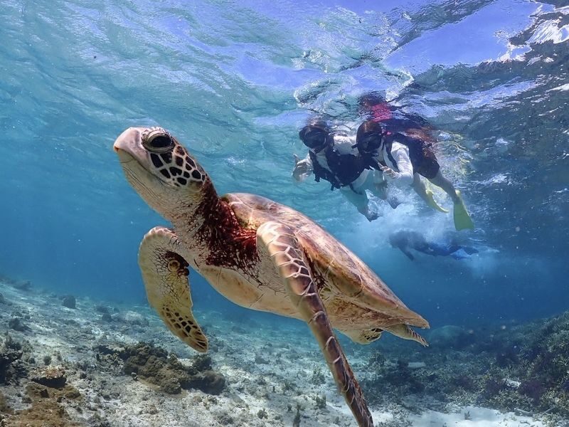 Okinawa: Miyako Island Sea Turtle and Coral Reef Snorkeling Experience - What the guides and free photos add