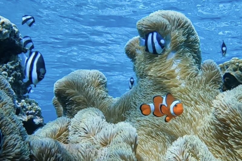 Okinawa: Miyako Island Sea Turtle and Coral Reef Snorkeling Experience - Should you book the Miyakojima turtle snorkel?