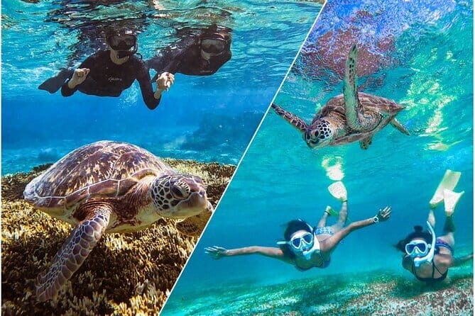 Okinawa Miyako Sea turtle Snorkeling Free Pick up and Drop off - Key Points