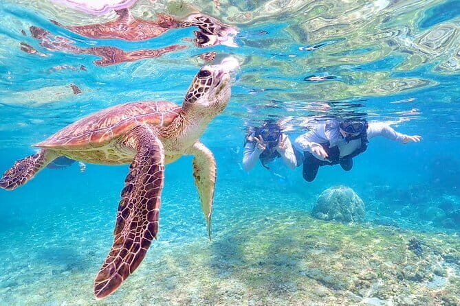 Okinawa Miyako Sea turtle Snorkeling Free Pick up and Drop off - Wrapping Up: Is This Tour for You?