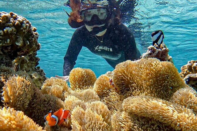 Okinawa Miyako Sea turtle Snorkeling Free Pick up and Drop off - FAQ About the Miyako Sea Turtle Snorkeling Tour