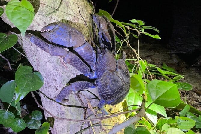 Okinawa Miyako Starry Sky Jungle Exploration Tour - An In-Depth Look at the Okinawa Miyako Starry Sky Jungle Exploration Tour