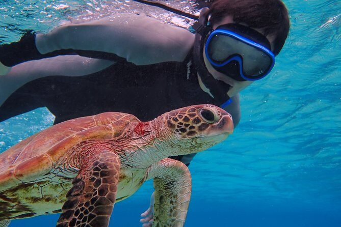 [Okinawa Miyako] SUP or Canoe + sea turtle Snorkeling(half-day) - Key Points