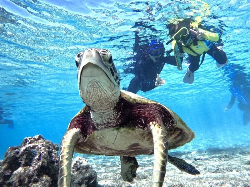 Okinawa Miyakojima Sea Turtle Snorkeling: Japanese and English Diving Guide, Free Photos - What to know before you book