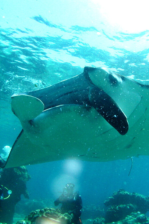 Okinawa: Naha: 1 day Kerama Islands diving license required - Authentic Experiences & Practical Tips