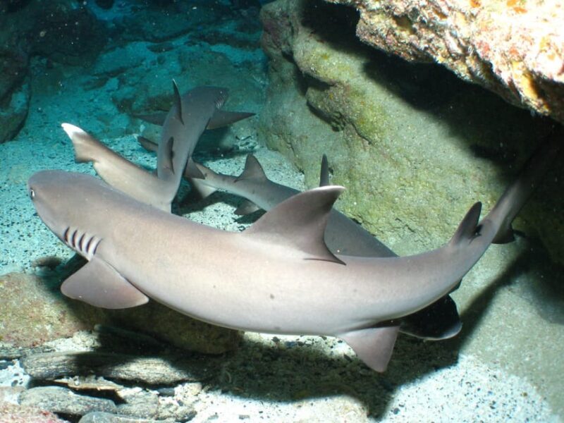 Okinawa: Naha: 1 day Kerama Islands diving license required - Final Thoughts