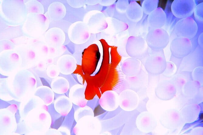 Okinawa: Naha: 1 day Kerama Islands experience diving/snorkeling - An Authentic Day Exploring Okinawa’s Kerama Islands