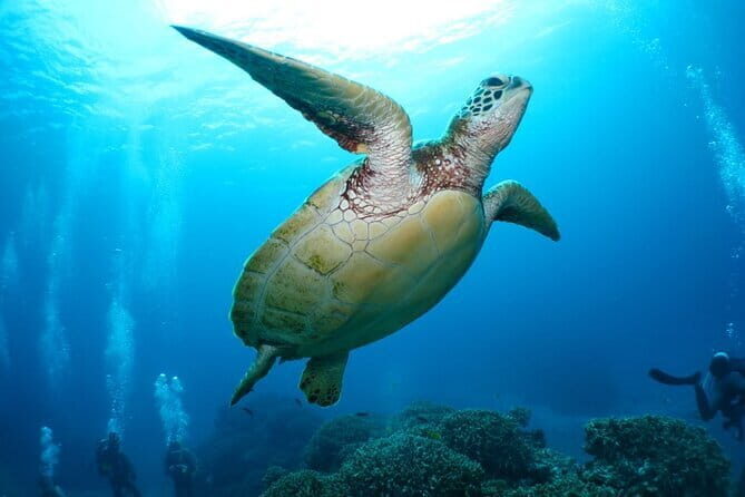 Okinawa: Naha: 1 day Kerama Islands experience diving/snorkeling - Who Will Love This Tour?