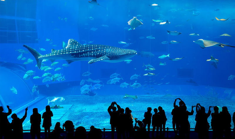 Okinawa North/South Day Trip | Churaumi Aquarium & American Village | Okinawa Culture Kingdom & Senaga Island | Optional Northern 9-Person Small Group & Optional Hotel Transfer | Chinese Service | Tickets Available - A Naha day trip built around Okinawa’s two sides