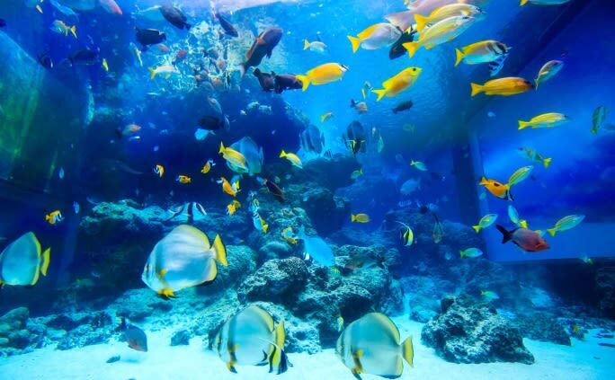 Okinawa North Tour: Okinawa Churaumi Aquarium, Kouri Island, Cape Manza, American Village Day Trip from Naha | Popular Spots in One Trip - Group ride or private car?