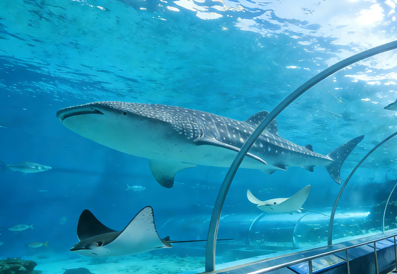 Okinawa Northern Internet-Famous Route One-Day Tour | Churaumi Aquarium & Kadena Air Base Observation Deck & AEON Rycom Pokémon Center & Kouri Island - A northbound day built for variety