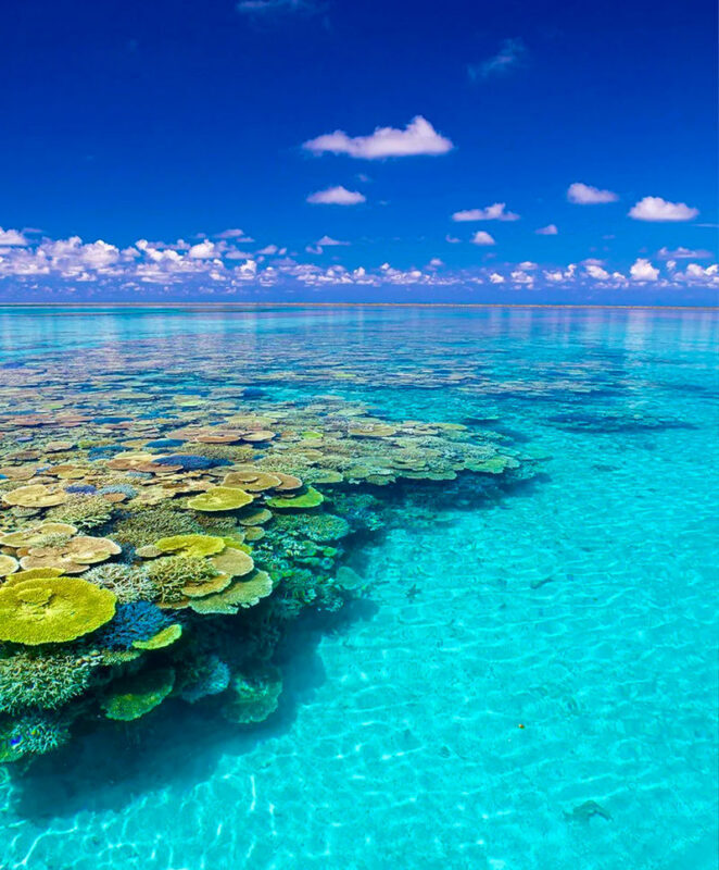 Okinawa Northern Internet-Famous Route One-Day Tour | Churaumi Aquarium & Kadena Air Base Observation Deck & AEON Rycom Pokémon Center & Kouri Island - Churaumi Aquarium: the day’s main event