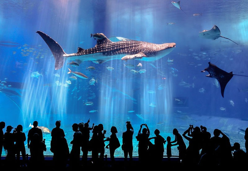 Okinawa Northern Internet-Famous Route One-Day Tour | Churaumi Aquarium & Kadena Air Base Observation Deck & AEON Rycom Pokémon Center & Kouri Island - Who should book this outing?