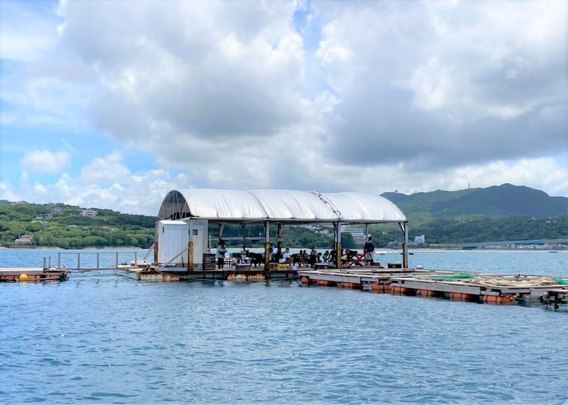 Okinawa | Northern Okinawa Raft Fishing - Spacious Deck, Seasickness-Free - Family Friendly (Near Okinawa Churaumi Aquarium and JUNGLIA) - A sea-fishing day near Churaumi Aquarium