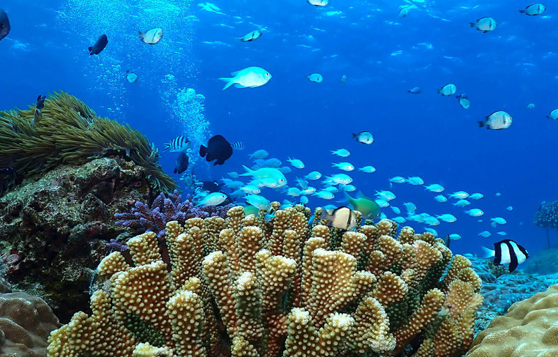 Okinawa: Onna Blue Cave Snorkeling & Diving Experience | Cantonese Instructor - Snorkeling, Beginner Scuba, or Both?