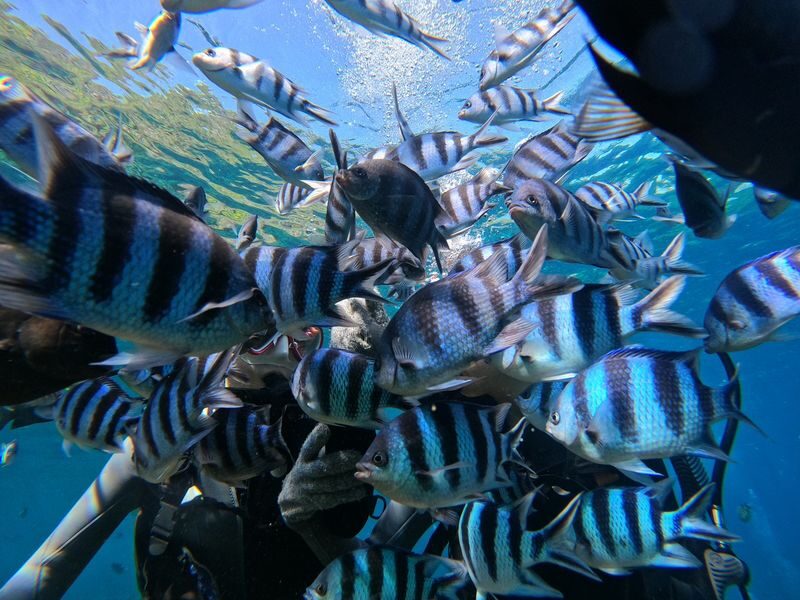 Okinawa: Onna Village Blue Cave Private Snorkel (Free Photo Shoot) - The Blue Cave’s brief, memorable show