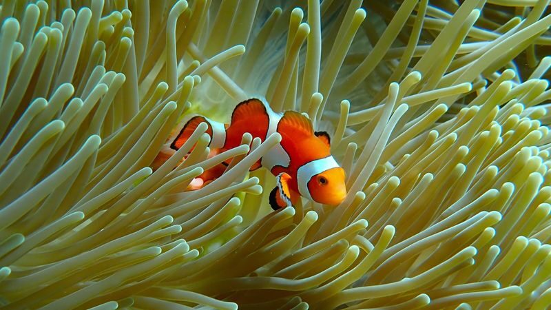 Okinawa: Onna Village Underwater Sea Walk Experience (with free GoPro rental) - Should you book this Onna Village sea walk?