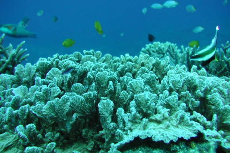 Okinawa Orca Underwater Boat & Teppanyaki Lunch Small Group Tour - Steak or seafood at lunch