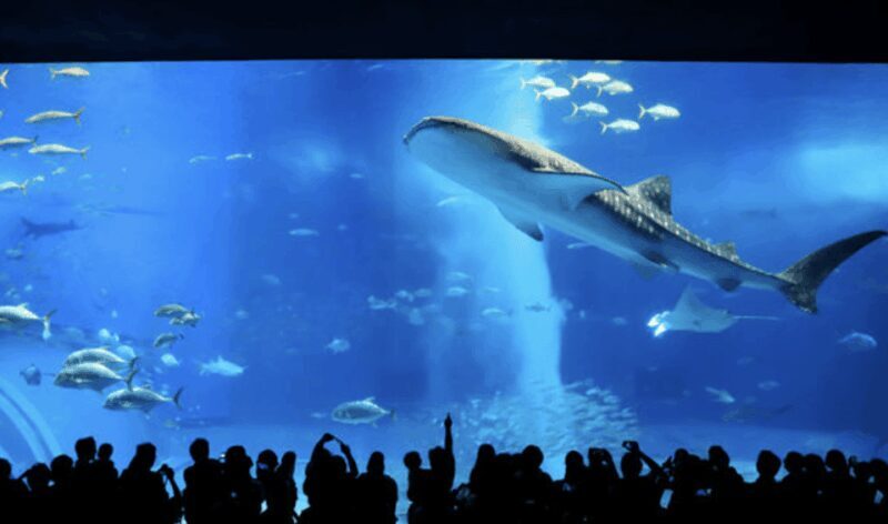 Okinawa Private Custom Tour with Local Guide - Who Will Love This Tour?