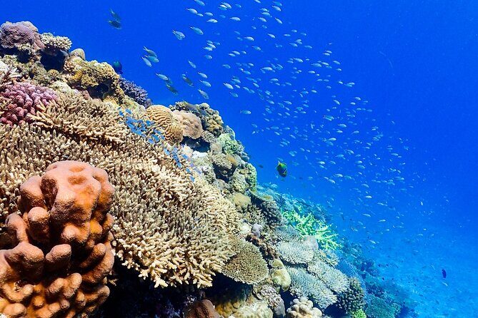 Okinawa: Scuba Diving Tour with Wagyu Lunch and English guide - Final thoughts