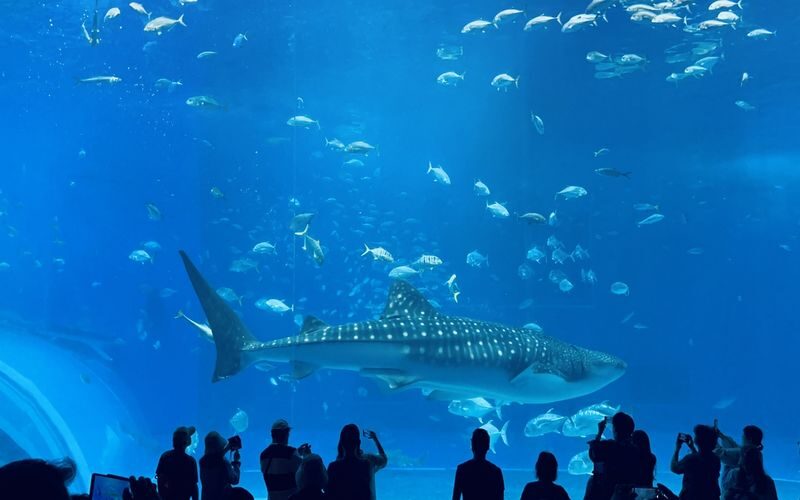 Okinawa Sightseeing Bus North and South Routes 1-Day Tour: Gyokusendo Cave, DMM Kariyushi Aquarium, Senagajima & Cape Manzamo, Churaumi Aquarium, American Village - What kind of bus tour is this?
