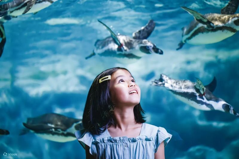 Okinawa Sightseeing Bus North and South Routes 1-Day Tour: Gyokusendo Cave, DMM Kariyushi Aquarium, Senagajima & Cape Manzamo, Churaumi Aquarium, American Village - Should you book?