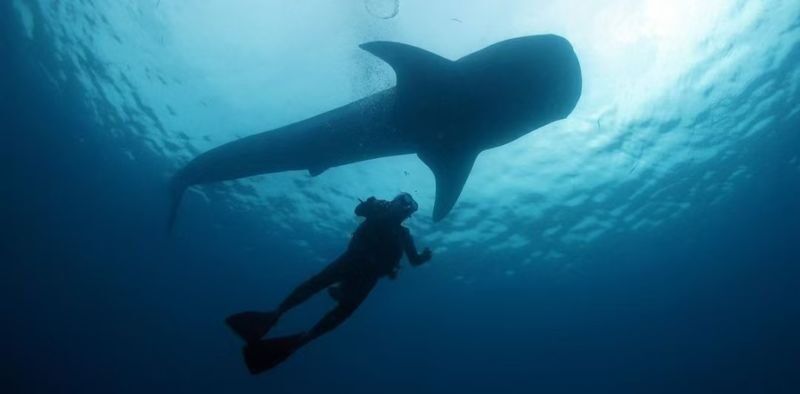 Okinawa Snorkeling/Diving Experience: Blue Cave, Whale Shark, Kerama Islands (Chinese/English Instructor + Equipment Included + Photography) - What the Water Experience May Feel Like