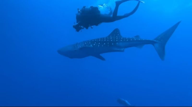 Okinawa Snorkeling/Diving Experience: Blue Cave, Whale Shark, Kerama Islands (Chinese/English Instructor + Equipment Included + Photography) - Instructor Support, Languages, and Photos