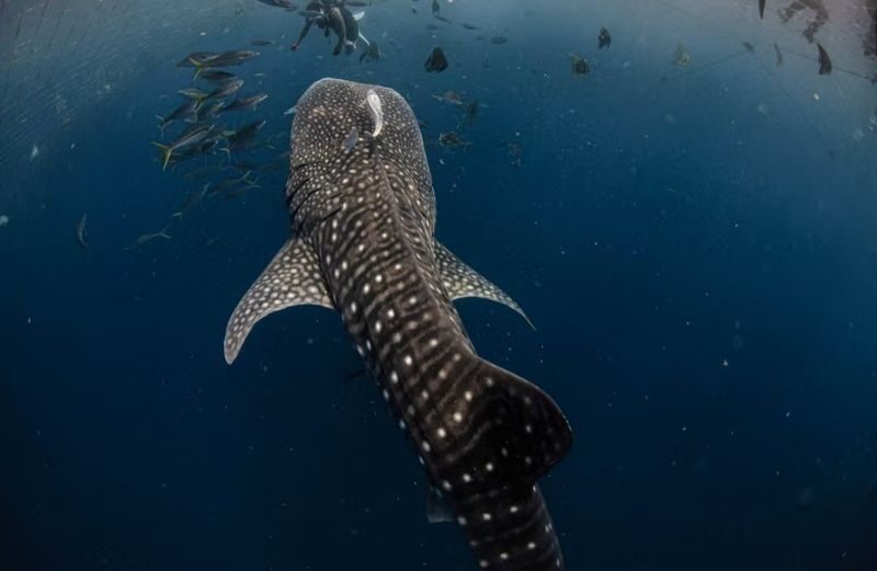 Okinawa Snorkeling/Diving Experience: Blue Cave, Whale Shark, Kerama Islands (Chinese/English Instructor + Equipment Included + Photography) - Age, Health, and Safety Rules to Check