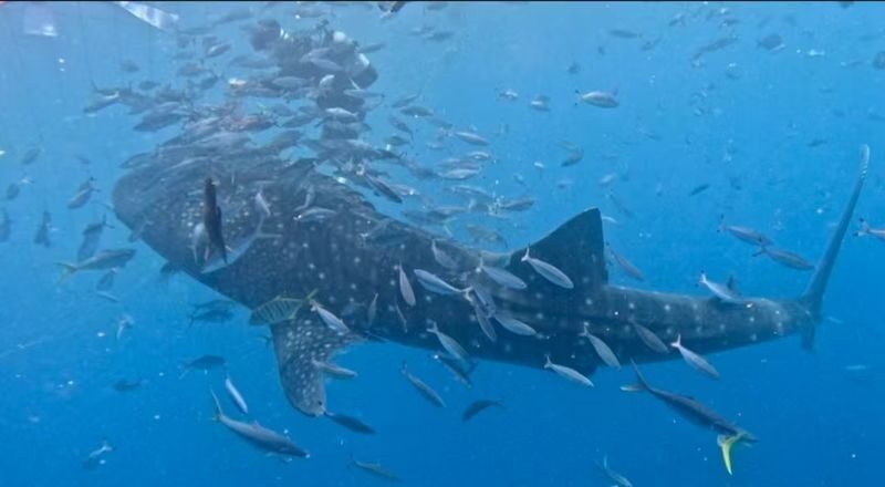 Okinawa Snorkeling/Diving Experience: Blue Cave, Whale Shark, Kerama Islands (Chinese/English Instructor + Equipment Included + Photography) - What to Bring and Confirm Before You Go