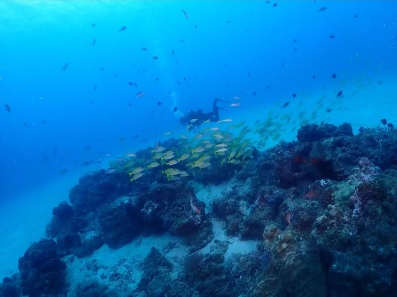 Okinawa Snorkeling/Diving Experience: Blue Cave, Whale Shark, Kerama Islands (Chinese/English Instructor + Equipment Included + Photography) - Should You Book This Okinawa Water Activity?